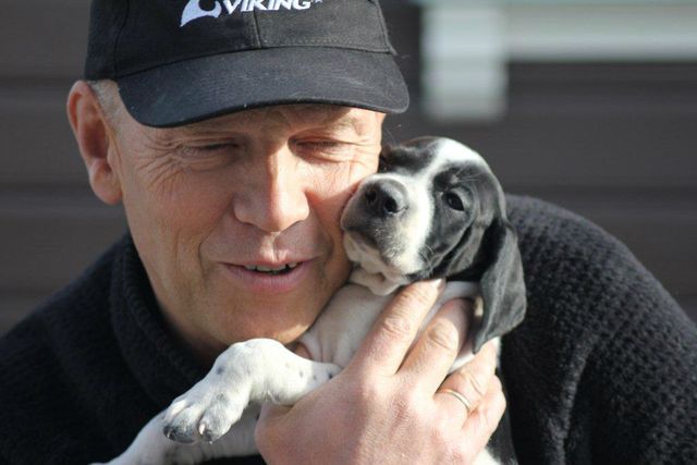 Valpene etter Ingo x Katla har flyttet ut i det fri og herjer vilt i blåbærlyngen. Det er slik vi lager jakthunder i kennel 