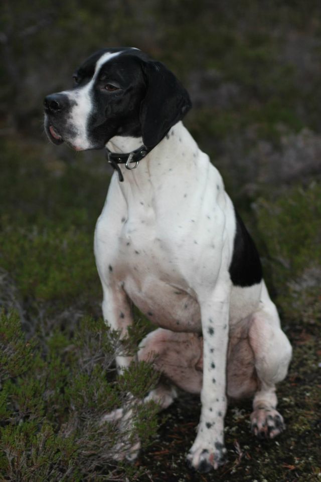 Jutevatnets Lucky Luke til Lars og Linda Vemøy 9 1/2 mnd